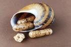MUCIN – PEPTIDE 100% - Snail meat